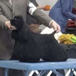 Raider - Cocker Spaniel