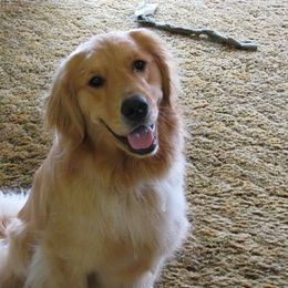 Golden Retriever All Grown Up from Beachwood Golden Retrievers