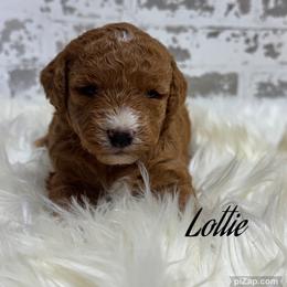 Lottie - Red  female Goldendoodle puppy in Nortonville, Kentucky from Deb’s KY Doodles