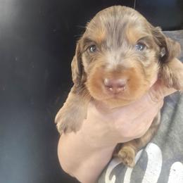 Chaos - Dapple male Dachshund puppy in Bigfork, Minnesota from Long Ears and Long Dogs Ranch