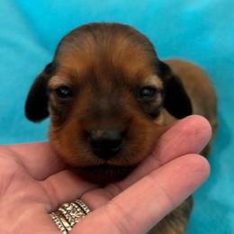 Roman - Red male Dachshund puppy in Clarksdale, Mississippi from Bo Didley's Doxies