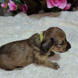 Dachshund Puppies from CLARK'S BREEDING PROGRAM
