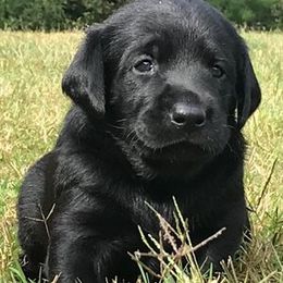Labrador Retriever Puppies from Southern Field Retrievers