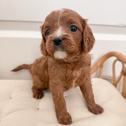 Muffin - Red female Cavapoo puppy in Apache Junction, Arizona from Coffey House Doodles