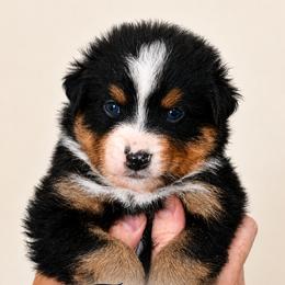 FREEDOM - Black tri-color male Australian Shepherd puppy in Gowen, Michigan from XA AUSTRALIAN SHEPHERDS