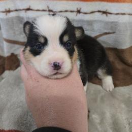 Lorelai - Black and tan female Pembroke Welsh Corgi puppy in Chariton, Iowa from Kickin It Acres BCs