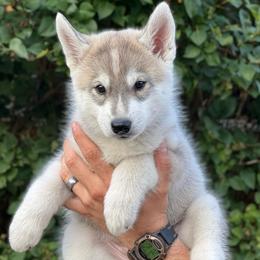 Navi - Gray and white female Siberian Husky puppy in Yelm, Washington from KPM Siberians