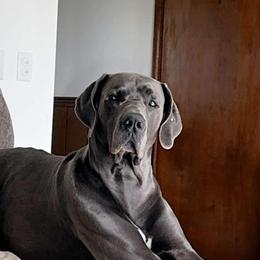 Duke - Great Dane
