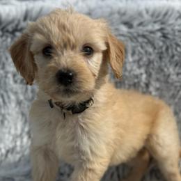 Ladybug - Cream female Goldendoodle puppy in Ambrose, Georgia from Brandilyn's Aussies