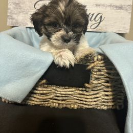 Lime collar - Shorkie puppy from Sensational Shorkies