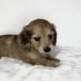 Prissy Pixie - Dachshund puppy in Poteau, Oklahoma from Sisters Dazzling Dachshunds