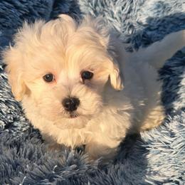 Kola - Cream male Maltipoo puppy in Lebanon, Kentucky from Mosaic Merle Doodles
