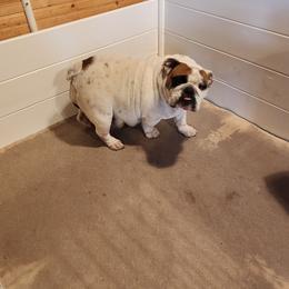 Crystal - Bulldog