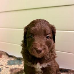 Cousin Itt - Red male Aussiedoodle puppy in Mulino, Oregon from Korbella Farm