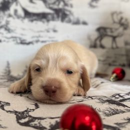 Winnie The Pooh - Cream male Dachshund puppy in Dothan, Alabama from Little House Pups