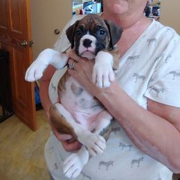 Boxer Puppies from CinniBon Boxers (Kennel)