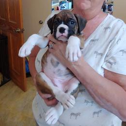 Boxer Puppies from CinniBon Boxers (Kennel)