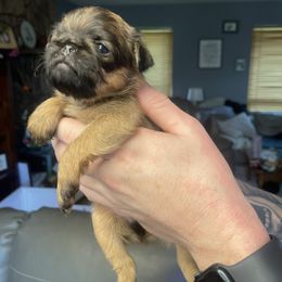 Brussels Griffon Puppies from Shelly's Brussels Griffons