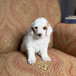Durango - Parti male Poodle puppy in Ault, Colorado from The Peaks Premium Poodles