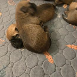 Girl 2 - Wheaten female Cairn Terrier puppy in Clayton, Indiana from Hoosier Cairn Terriers