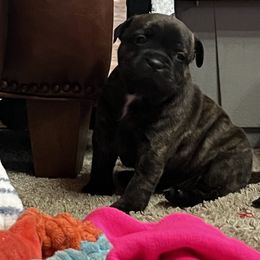 French Bulldog and Staffordshire Bull Terrier Puppies from Sincerity