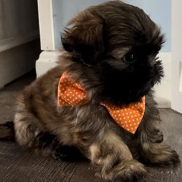 Shih Tzus from Little Lions the Shih Tzu Kingdom