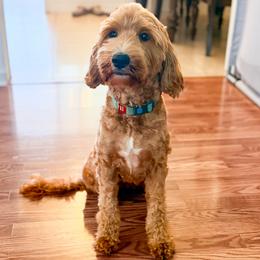 Kaia - Goldendoodle