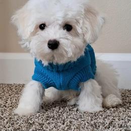 Maltipoo Puppies from Little Cupcakes and Little Punkins Maltipoos