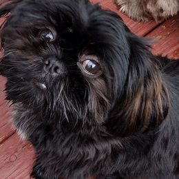 Queenie - Shih Tzu