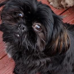 Queenie - Shih Tzu