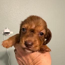 Mars - Chocolate and tan male Dachshund puppy in Irving, Texas from DFW Dachshunds by G & S