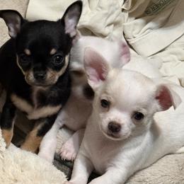 Chihuahua Puppies from Jolene's Chihuahuas