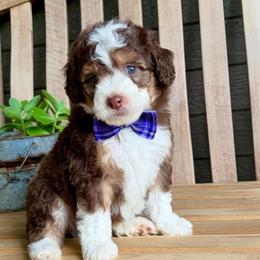 Reno - Tri-color male Bernedoodle puppy in Runaway Bay, Texas from Green Ranch Doodles