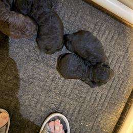 Blue boy - Blue male Poodle puppy in Wentworth, South Dakota from PaintersPreciousPoodles