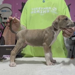 Blue Fawn Female - Blue female Mountain Cur puppy in Georgetown, Ohio from Walnut Ridge Mountain Curs