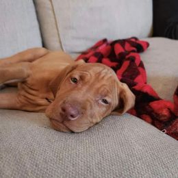 Vizslas from Pleasant Ridge