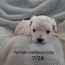 Sunflower - White female Maltipoo puppy in Greenville, North Carolina from ENC Goldendoodles And Maltipoos