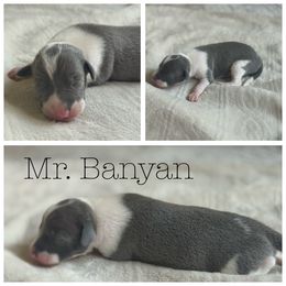 Boy 2 - White and blue male Italian Greyhound puppy in Texas from Italian Greyhounds of Frisco