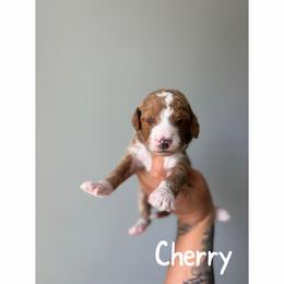 Cherry - Red  male Goldendoodle puppy in Smithfield, Kentucky from KBK9 Kennels