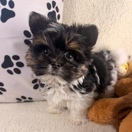 Jermaine - Black tan and white male Biewer Terrier puppy in Stockbridge, Georgia from Jenn’s Georgia Morkies and Biewer Terriers