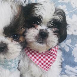 John - Brindle and white male Shih Tzu puppy in Jasper, Georgia from Tiny Bubbles Shih Tzus
