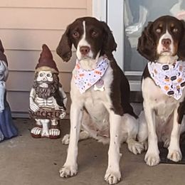 English Springer Spaniels from Olson Family Springers