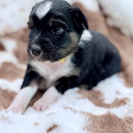 Yellow collar - Black tri-color female Aussiedoodle puppy in 32046, Florida from River Hill Ranch