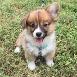 Pembroke Welsh Corgis from Red Fern Corgis