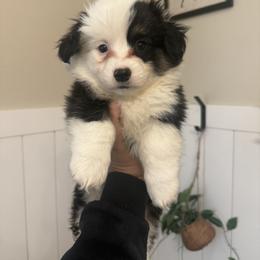 Rory - Black and tan female Pembroke Welsh Corgi puppy in Red Bluff, California from Wilder Ranch Corgis