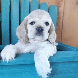 Cocker Spaniel Puppies from Doc's Cockers