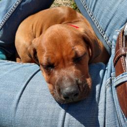 Rhodesian Ridgeback Puppies from Fawn Millette