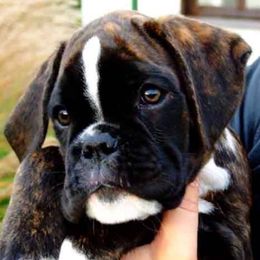 Boxer Puppies from Clinch Mountain Boxers