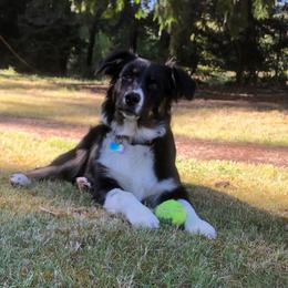 Australian Shepherd All Grown Up from K & R Australian Shepherds
