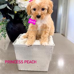 Princess Peach - Red female Bernedoodle puppy in West Haven, Utah from Split Mountain Doodles